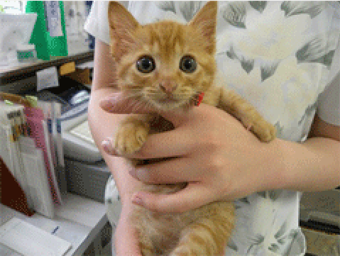 ペットクリニックいわきり