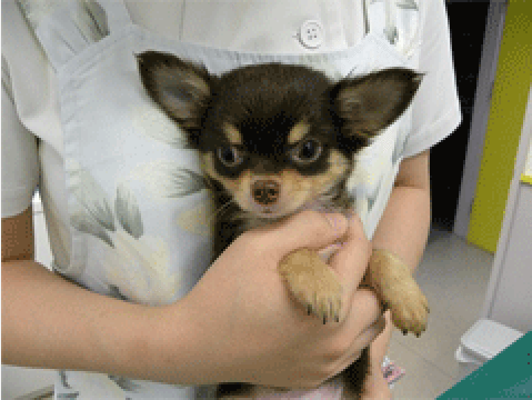 ペットクリニックいわきり